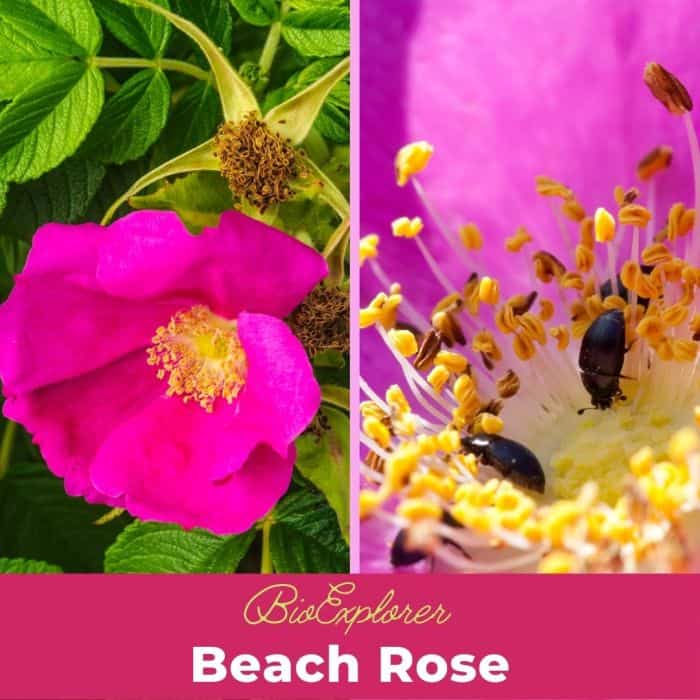 Beach Rose