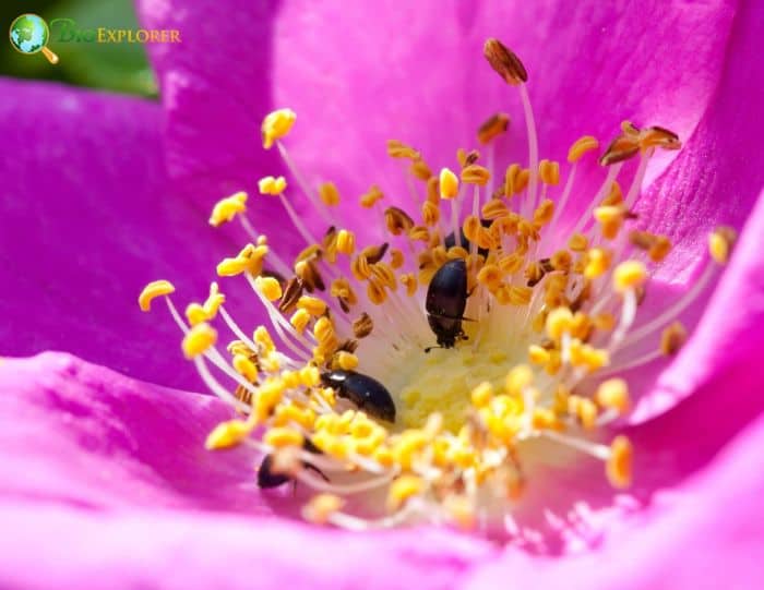 Beach Rose Flower