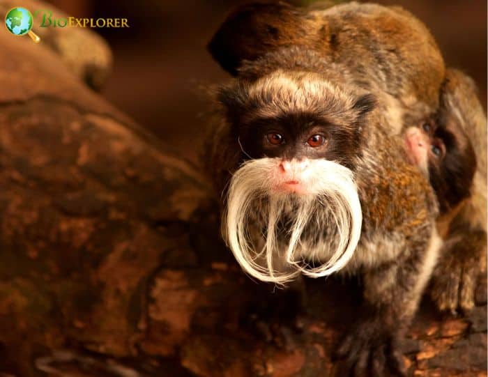 Bearded Emperor Tamarin In Rainforest