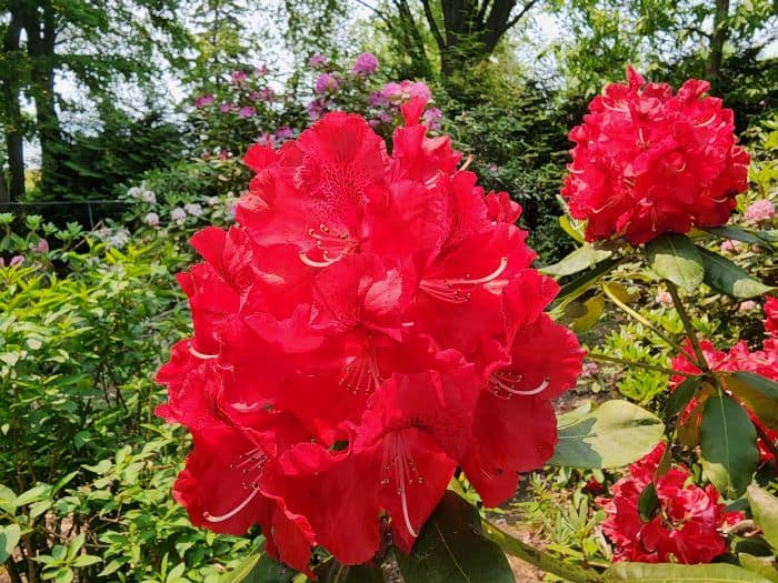 Beautiful Azalea Flowers