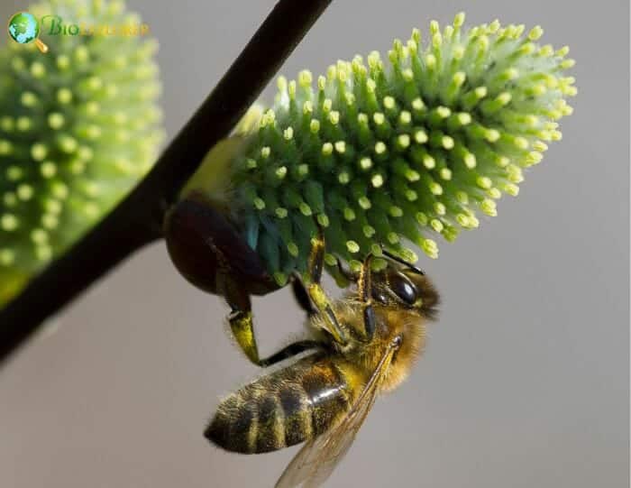 Bee On Salix Flowers