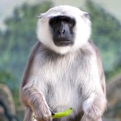 Bengal Sacred Langur