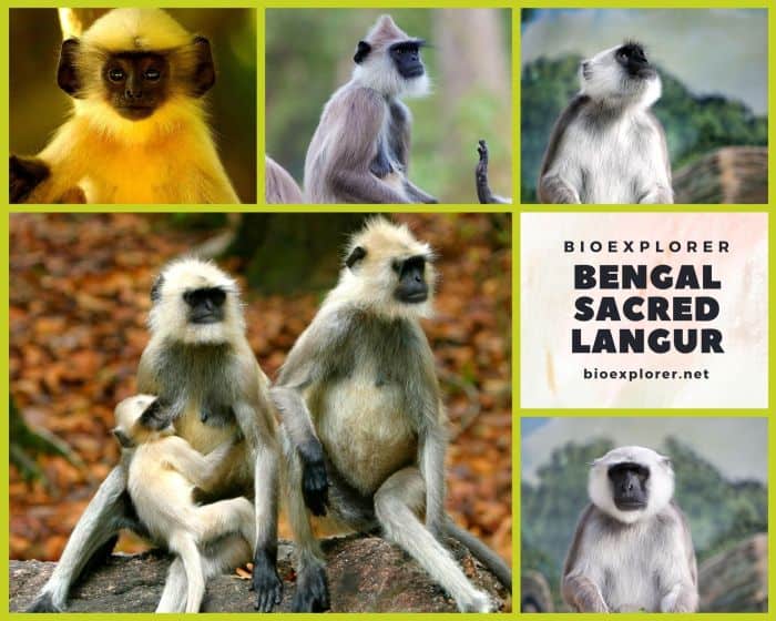 Bengal Sacred Langur