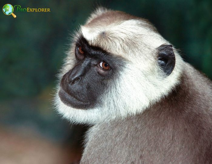 Bengal Sacred Langur