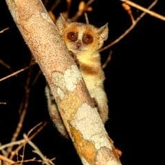 Berthe's Mouse Lemur