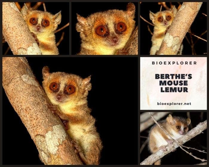 Berthe's Mouse Lemur