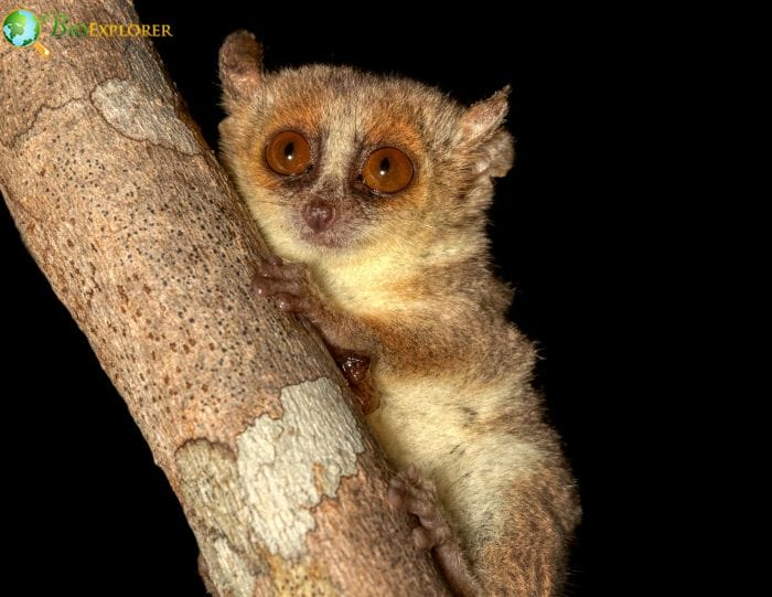 Berthe's Mouse Lemur