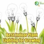 Best Indoor Plant Lighting For Growing