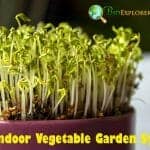 Best Indoor Vegetable Garden System