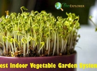 Best Indoor Vegetable Garden System