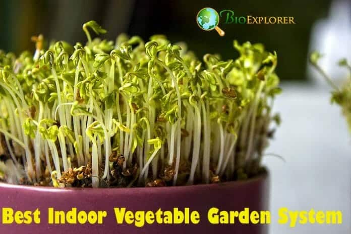 Best Indoor Vegetable Garden System