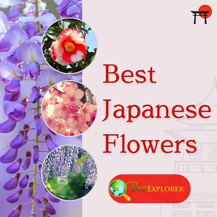 Types of Japanese Flowers