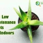 Best Low Maintenance Plants For Indoors