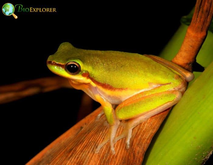 Bicolored Tree Frog In Rainforests