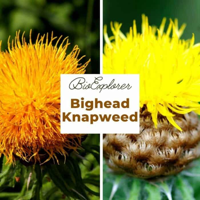 Bighead Knapweed