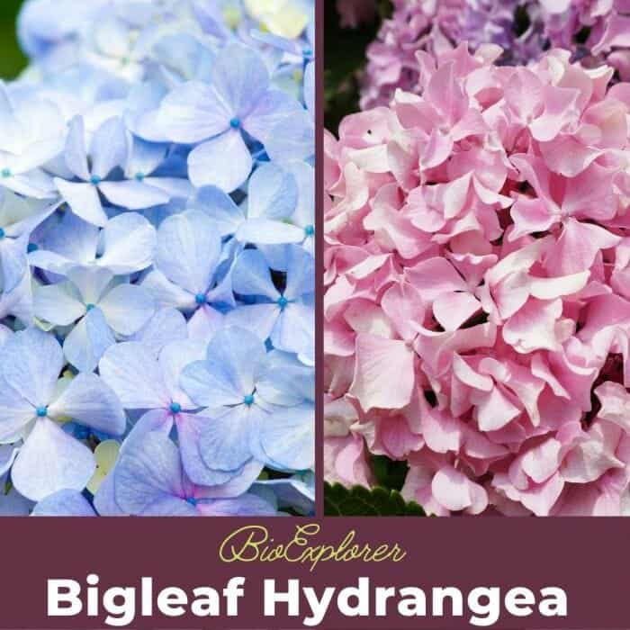 Bigleaf Hydrangea