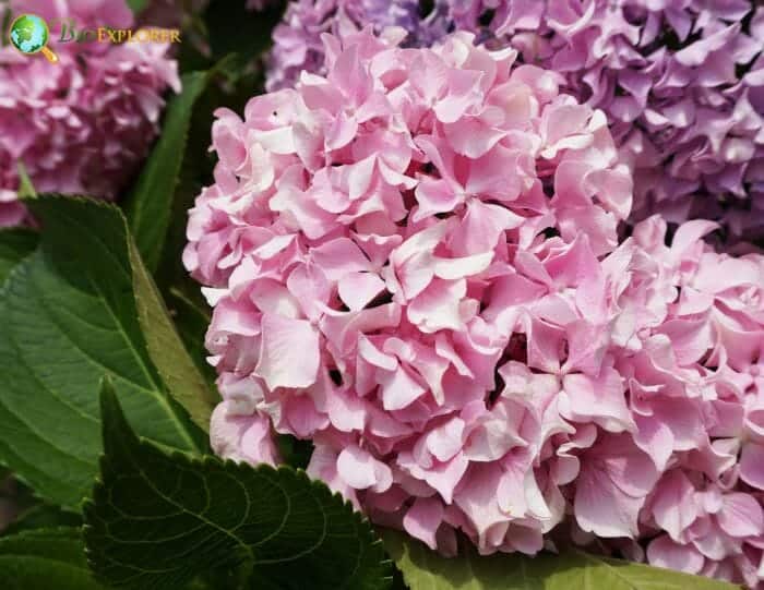 Bigleaf Hydrangea F