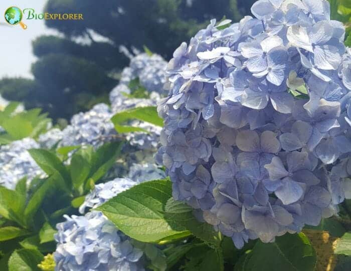 Bigleaf Hydrangea Flowers