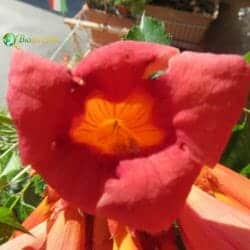 Bignonia flower (Bignoniaceae)