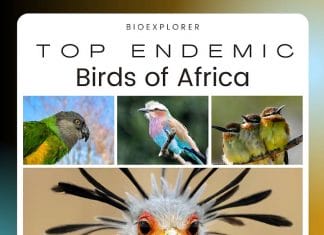 Birds of Africa