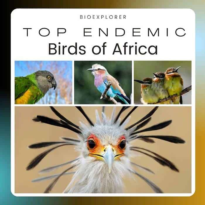 Birds of Africa