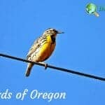 Birds of Oregon