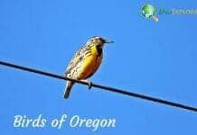 Birds of Oregon