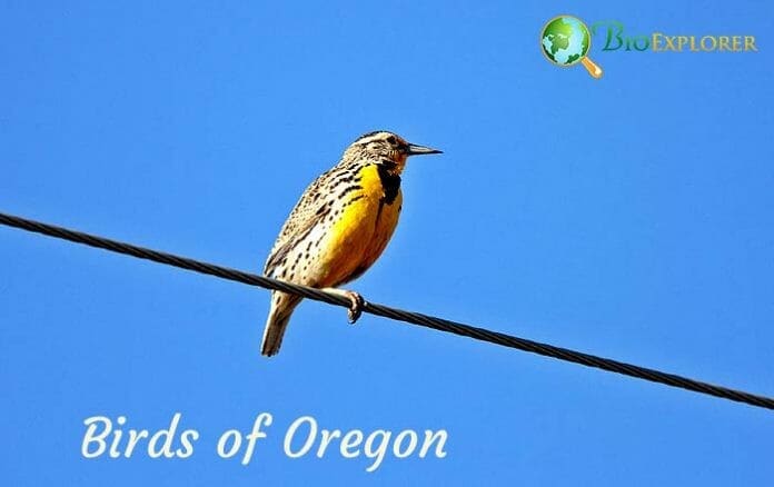 Birds of Oregon