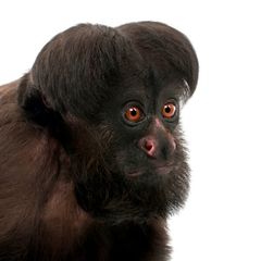 Black Bearded Saki