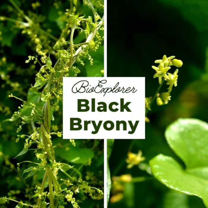 Black Bryony