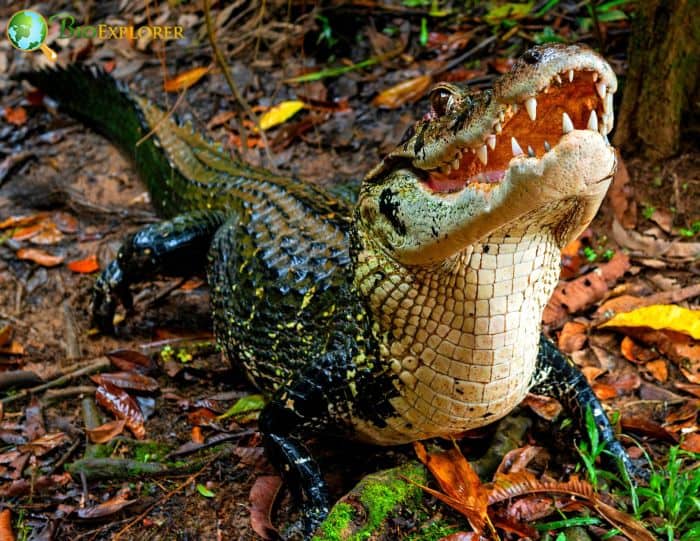 Black Caiman In Rainforests