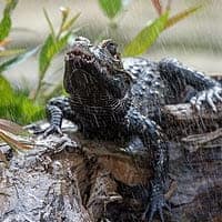 Black Caiman