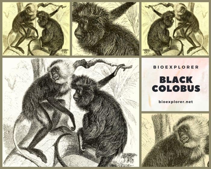 Black Colobus