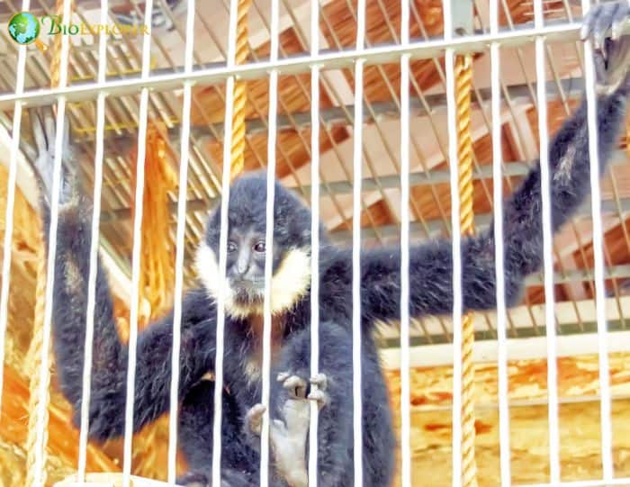 Black Crested Gibbon 