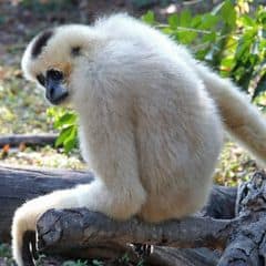 Black-Crested Gibbon