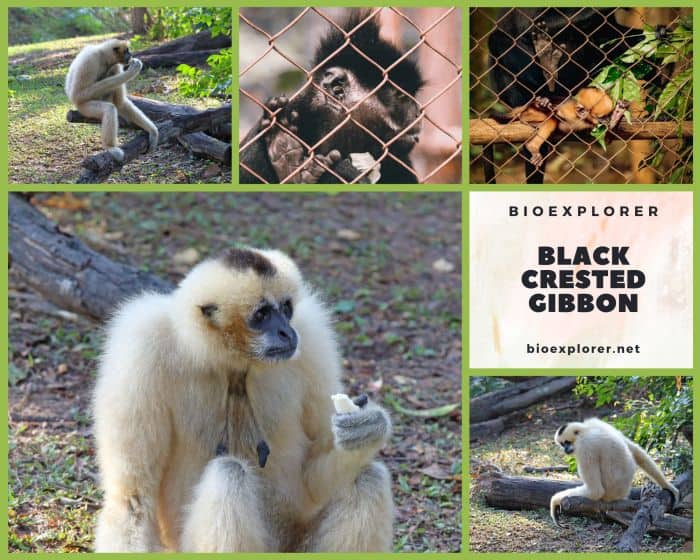 Black Crested Gibbon