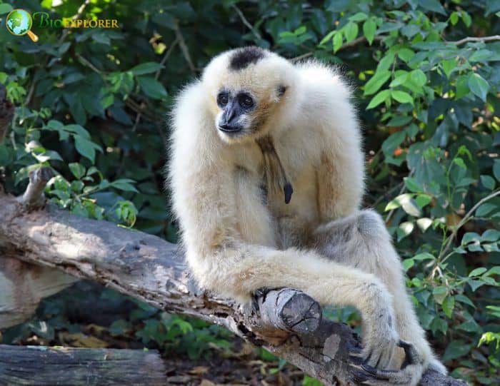 Black Crested Gibbon