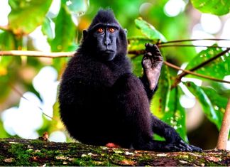 Gorontalo Macaques