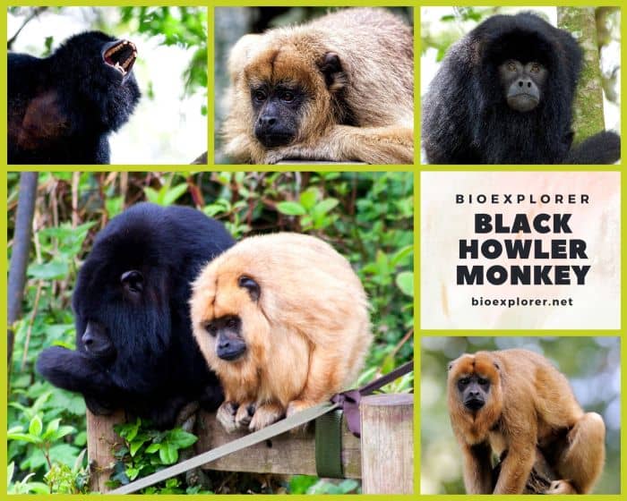 Black Howler Monkey