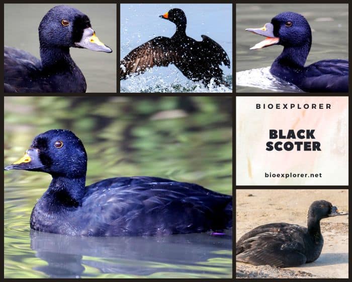 Black Scoter