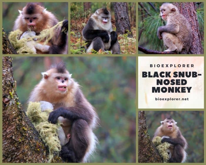 Black Snub Nosed Monkey