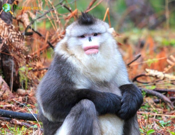 Black Snub-Nosed Monkey