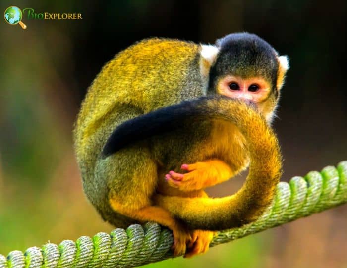 Black Squirrel Monkey