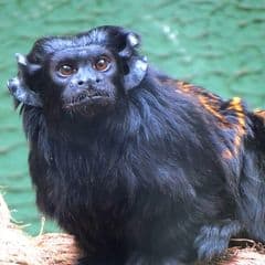 Black Tamarin