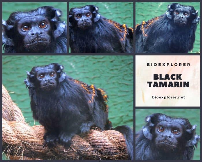 Black Tamarin