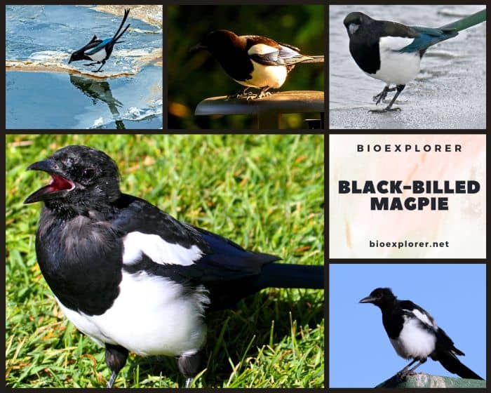 Black Billed Magpie