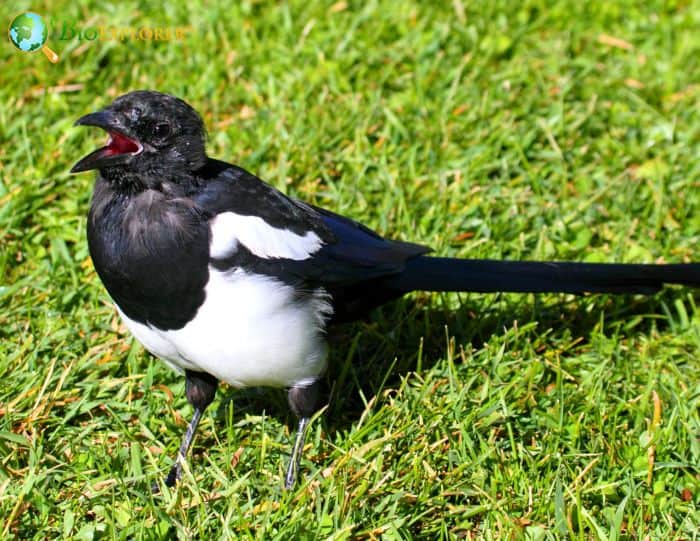 Black Billed Magpie