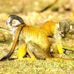 Black-capped Squirrel Monkey