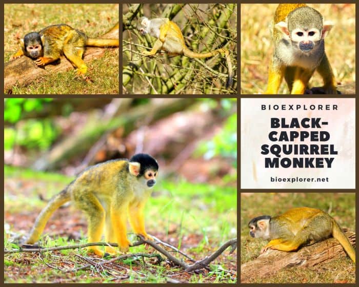 Black Capped Squirrel Monkey