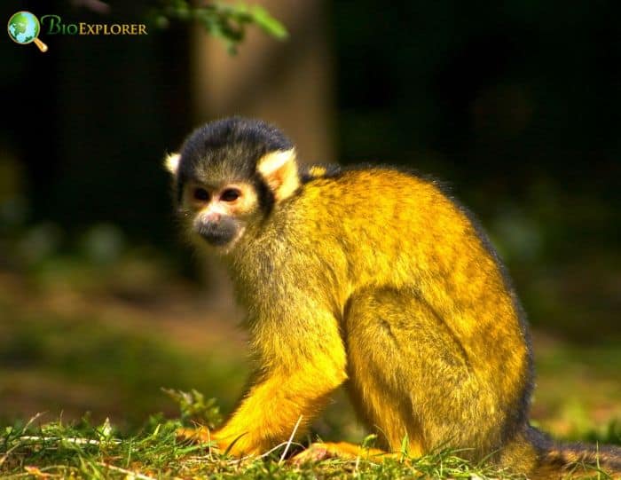 Black Capped Squirrel Monkey